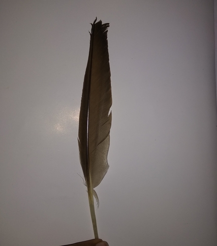 Plume de Canard à bec tacheté