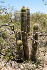 Trichocereus schickendantzii