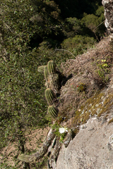Trichocereus schickendantzii