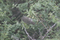 Certhidea fusca