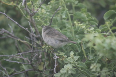 Certhidea fusca