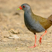Paint-billed Crake - Photo (c) André Adeodato, some rights reserved (CC BY-NC), uploaded by André Adeodato