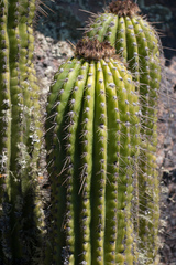 Trichocereus schickendantzii