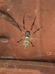 Trichonephila sexpunctata