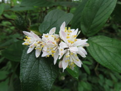 Deutzia cordatula
