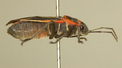 Ochrostomus uhleri