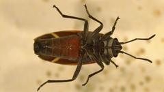 Ochrostomus uhleri