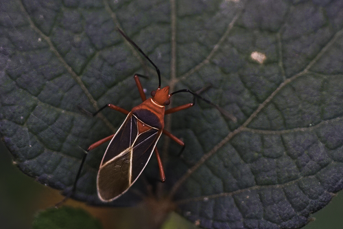 Common Cotton Stainer Bug photo 6