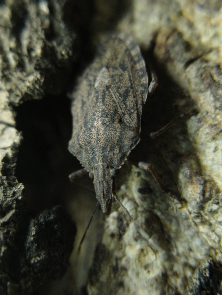 Gagini Insect Halyini from Nagpur Division, Maharashtra, India on February 19, 2026 ...