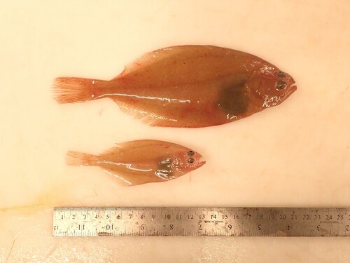 American plaice (Hippoglossoides platessoides) — Pleuronectidae