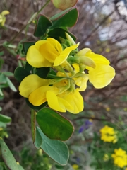 Coronilla