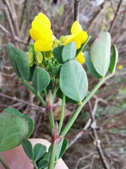 Coronilla