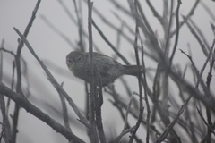 Certhidea fusca