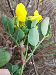 Coronilla