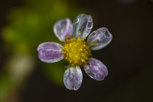 Multiflower Plumeseed (Zyrphelis foliosa)