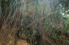 Trichocereus schickendantzii