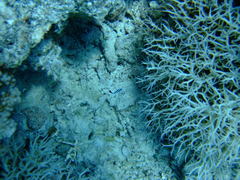 Larabicus quadrilineatus