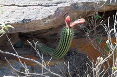 Trichocereus schickendantzii