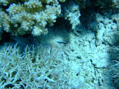 Larabicus quadrilineatus