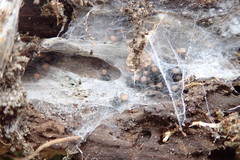 Porrhothele antipodiana