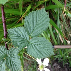 Rubus scissus