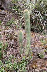 Trichocereus schickendantzii