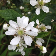 Rubus scissus