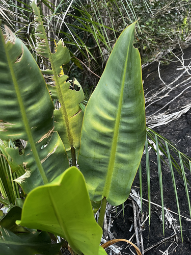 Philodendron edmundoi