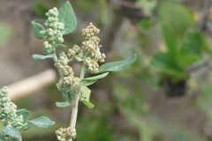 Chenopodium vulvaria
