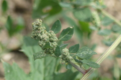 Chenopodium vulvaria