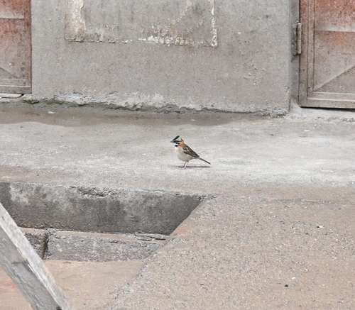 Rufous-collared Sparrow