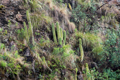 Trichocereus schickendantzii