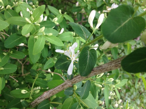 Lonicera morrowii