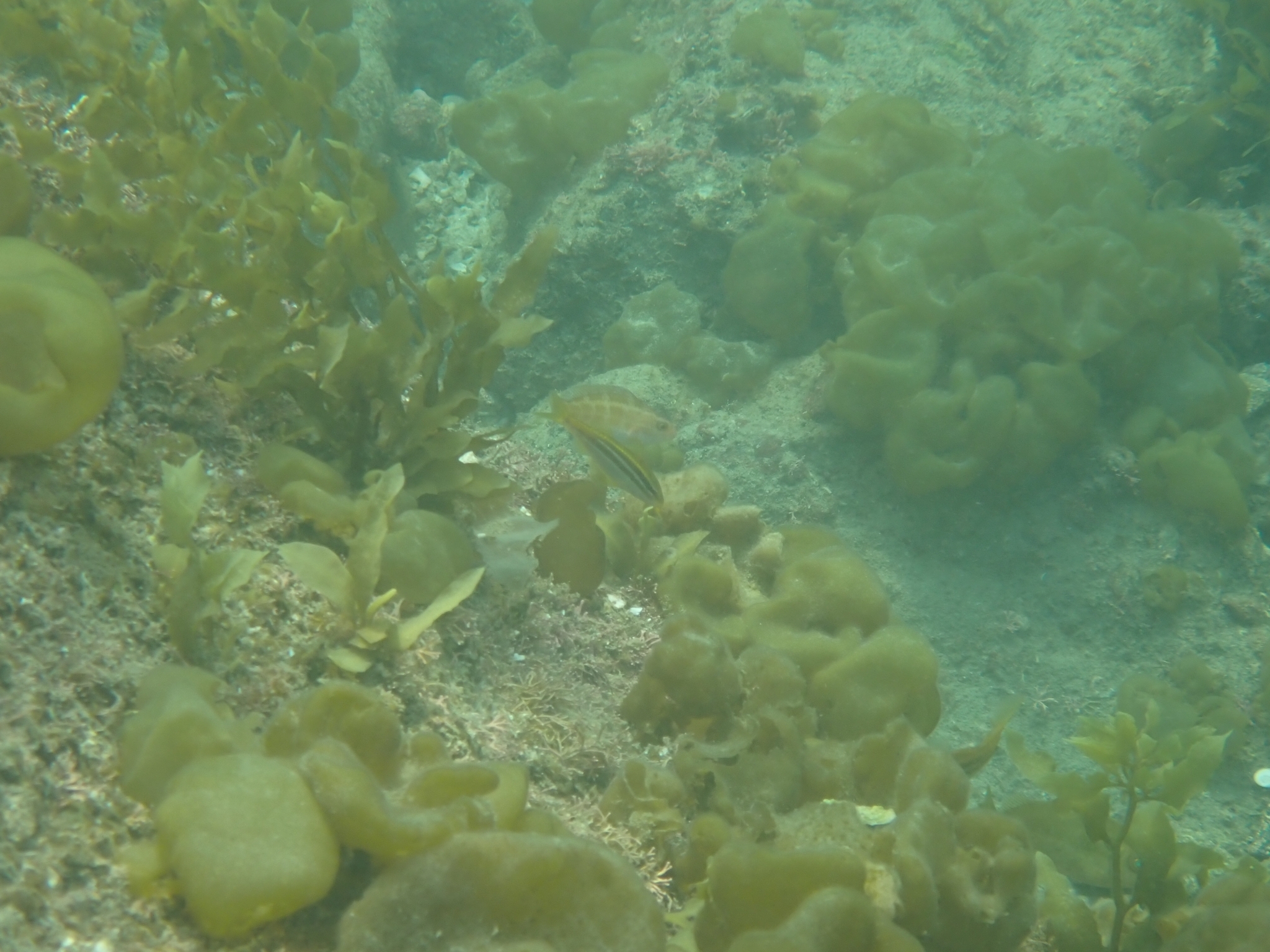 Pointed Goatfish photo 4