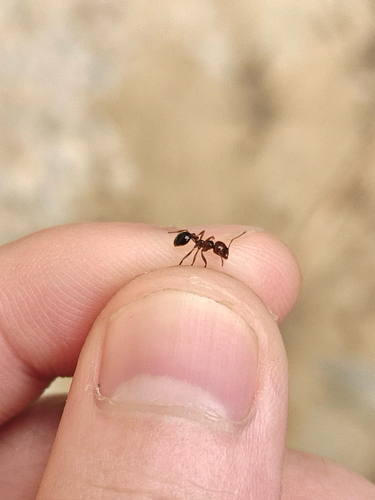 Red Imported Fire Ant