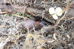 Porrhothele antipodiana