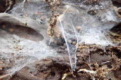 Porrhothele antipodiana