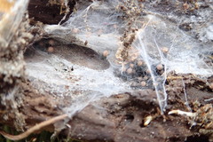 Porrhothele antipodiana