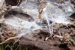 Porrhothele antipodiana