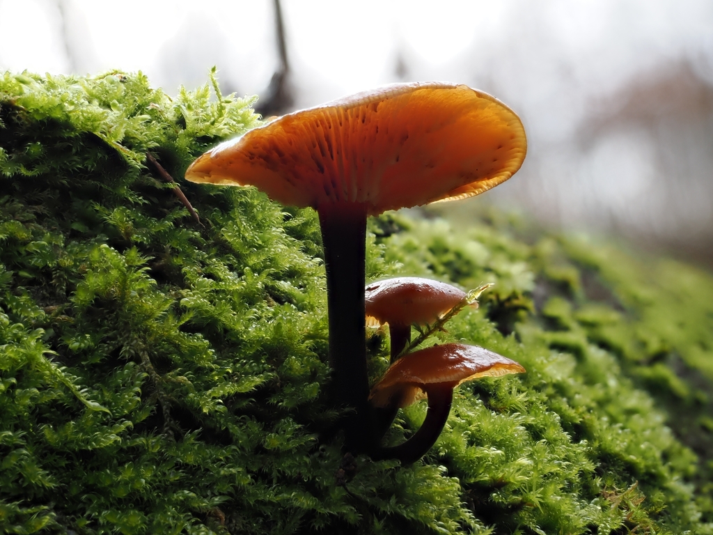 Flammulina · February 2026 · photo: © vincent_b (iNaturalist, cc-by)