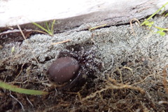 Porrhothele antipodiana