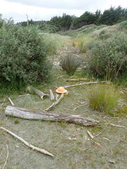 Porrhothele antipodiana