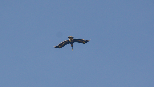 Great Hornbill (Buceros bicornis), photo 5