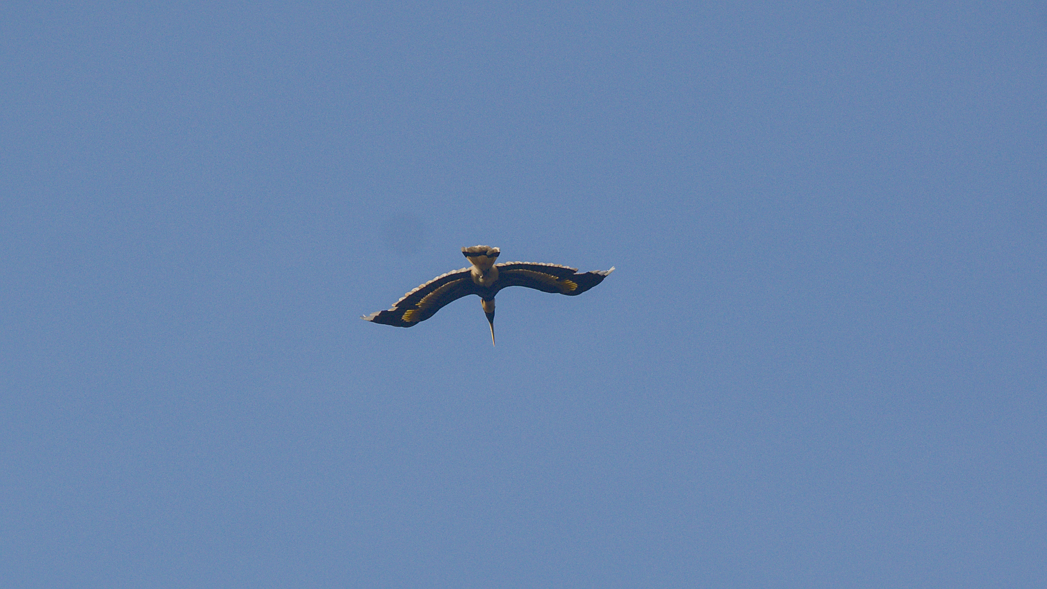 Great Hornbill (Buceros bicornis), photo 6