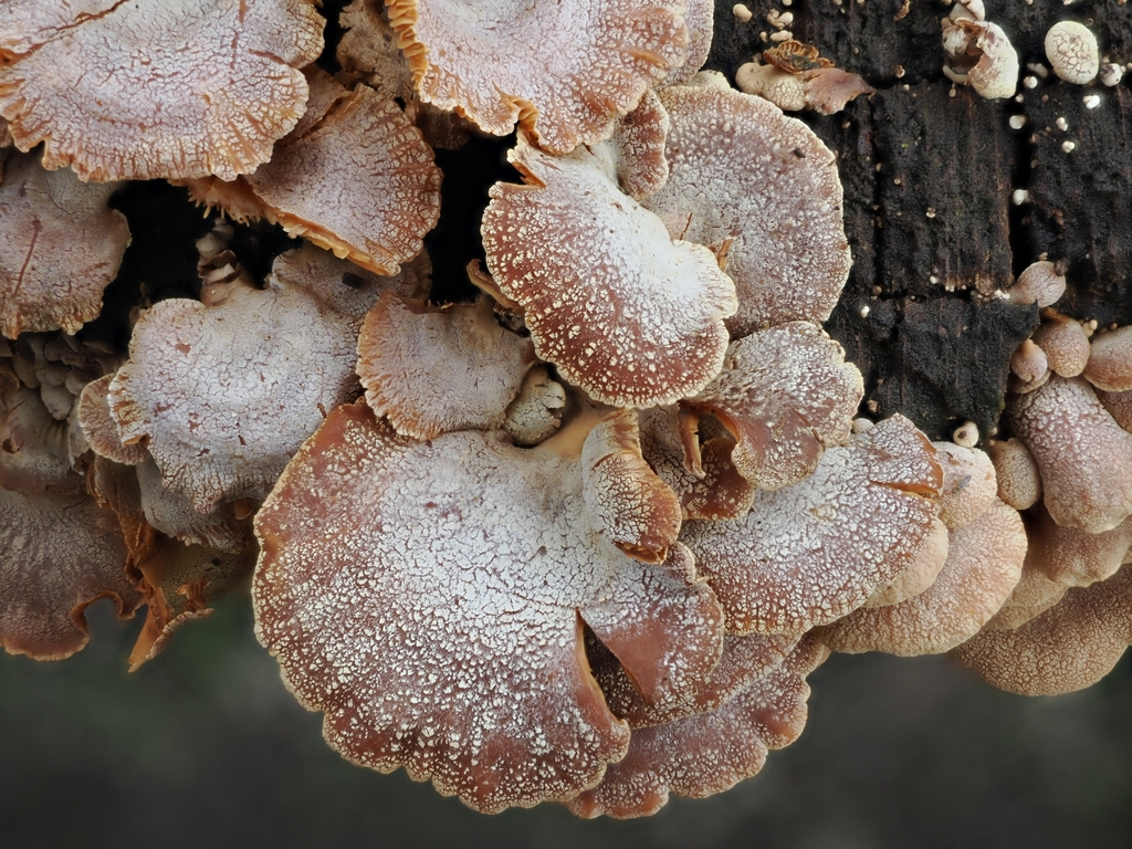Panellus stipticus · February 2026 · photo: © vincent_b (iNaturalist, cc-by)