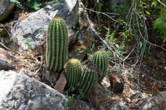 Trichocereus schickendantzii