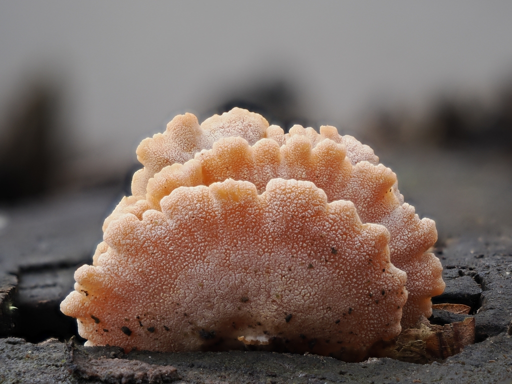 Panellus stipticus · February 2026 · photo: © vincent_b (iNaturalist, cc-by)