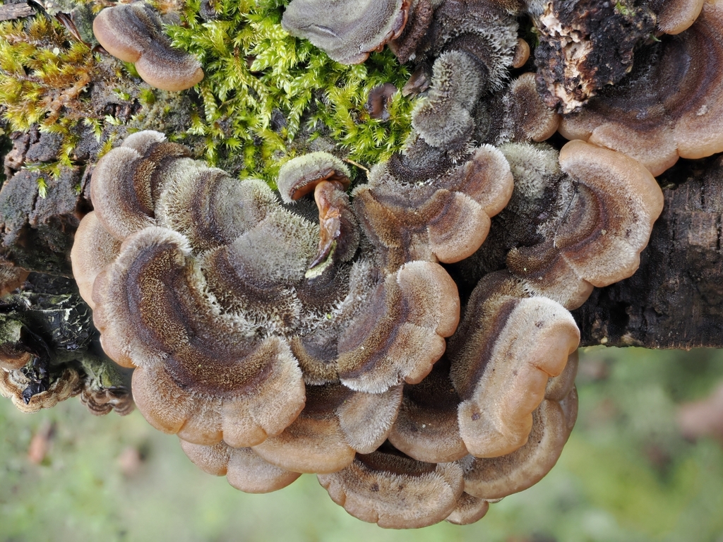 Auricularia mesenterica · February 2026 · photo: © vincent_b (iNaturalist, cc-by)