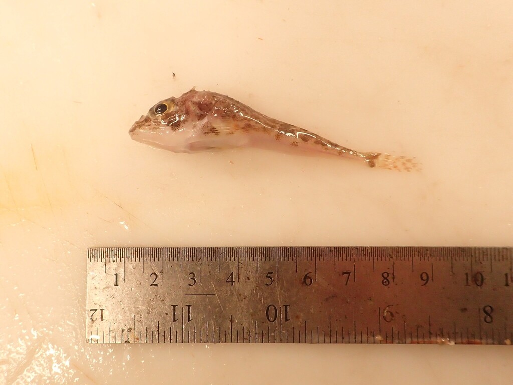 Twohorn sculpin (Icelus bicornis) — Cottidae