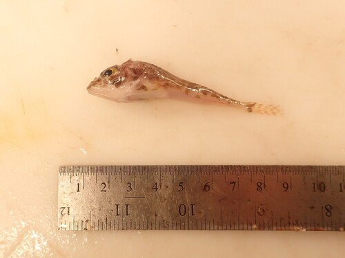 Twohorn sculpin (Icelus bicornis) — Cottidae